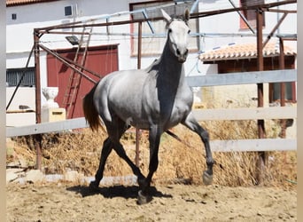 PRE Mix, Stute, 2 Jahre, 158 cm, Schimmel