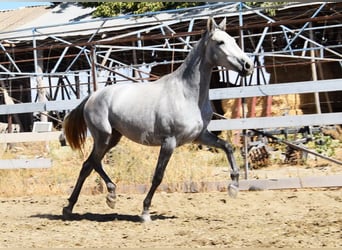 PRE Mix, Stute, 2 Jahre, 158 cm, Schimmel