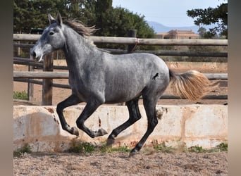 PRE, Stute, 2 Jahre, 158 cm, Schimmel