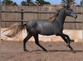 PRE, Stute, 2 Jahre, 158 cm, Schimmel