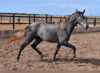 PRE, Stute, 2 Jahre, 158 cm, Schimmel
