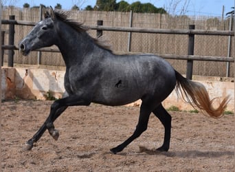 PRE, Stute, 2 Jahre, 158 cm, Schimmel