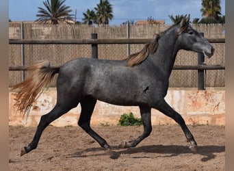 PRE, Stute, 2 Jahre, 158 cm, Schimmel
