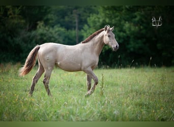 PRE Mix, Stute, 2 Jahre, 160 cm, Champagne