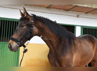 PRE, Stute, 2 Jahre, 160 cm, Falbe