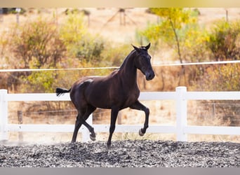 PRE Mix, Stute, 2 Jahre, 160 cm, Rappe