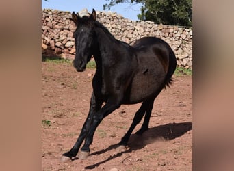 PRE, Stute, 2 Jahre, 160 cm, Rappe