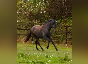 PRE, Stute, 2 Jahre, 160 cm, Rappschimmel