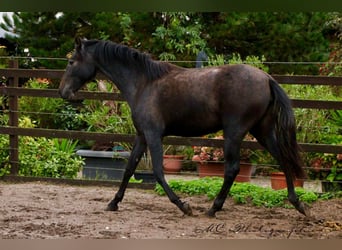 PRE, Stute, 2 Jahre, 160 cm, Rappschimmel