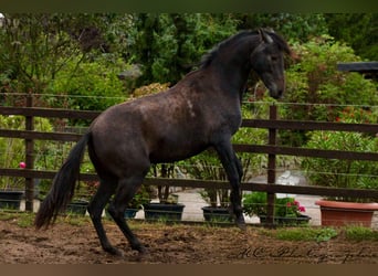 PRE, Stute, 2 Jahre, 160 cm, Rappschimmel