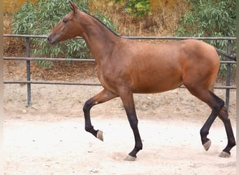 PRE Mix, Stute, 2 Jahre, 160 cm, Rotbrauner