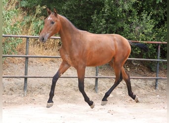 PRE Mix, Stute, 2 Jahre, 160 cm, Rotbrauner