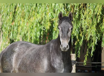 PRE Mix, Stute, 2 Jahre, 160 cm, Schimmel