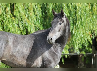 PRE Mix, Stute, 2 Jahre, 160 cm, Schimmel