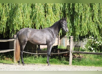 PRE Mix, Stute, 2 Jahre, 160 cm, Schimmel