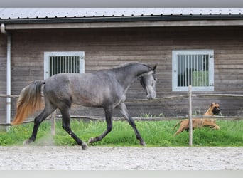 PRE Mix, Stute, 2 Jahre, 160 cm, Schimmel
