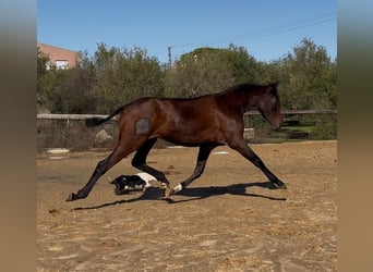 PRE Mix, Stute, 2 Jahre, 161 cm, Brauner