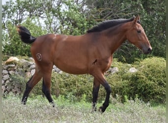 PRE, Stute, 2 Jahre, 162 cm, Brauner