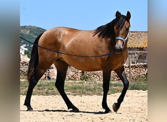 PRE Mix, Stute, 2 Jahre, 162 cm, Falbe