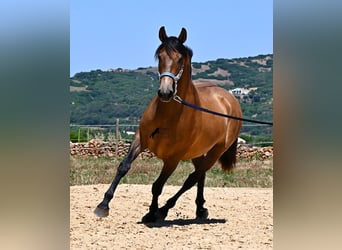 PRE Mix, Stute, 2 Jahre, 162 cm, Falbe