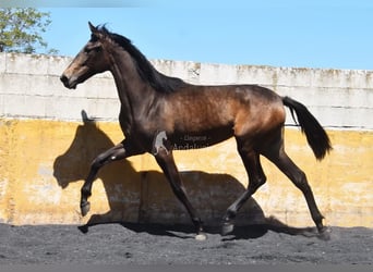 PRE, Stute, 2 Jahre, 162 cm, Falbe