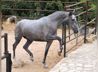 PRE Mix, Stute, 2 Jahre, 162 cm, Schimmel