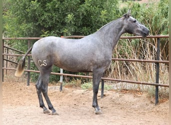 PRE Mix, Stute, 2 Jahre, 162 cm, Schimmel