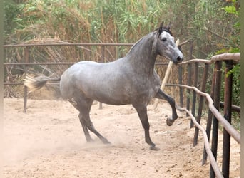 PRE Mix, Stute, 2 Jahre, 162 cm, Schimmel