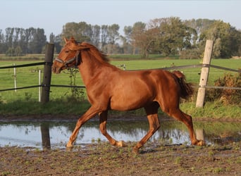 PRE Mix, Stute, 2 Jahre, 164 cm, Fuchs