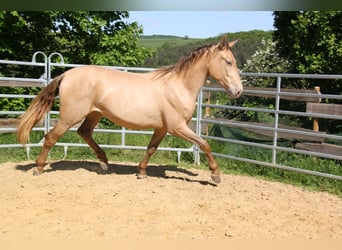 PRE, Stute, 2 Jahre, 164 cm, Pearl