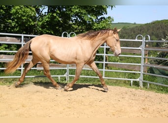 PRE, Stute, 2 Jahre, 164 cm, Pearl