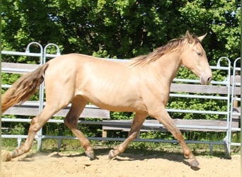 PRE, Stute, 2 Jahre, 164 cm, Pearl
