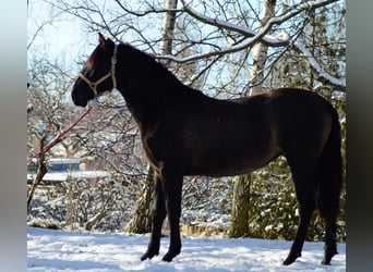 PRE Mix, Stute, 2 Jahre, 165 cm