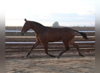 PRE, Stute, 2 Jahre, 165 cm, Brauner