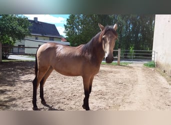 PRE Mix, Stute, 2 Jahre, 165 cm, Buckskin