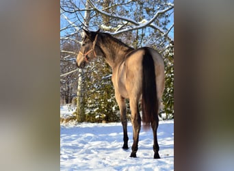 PRE Mix, Stute, 2 Jahre, 165 cm, Buckskin