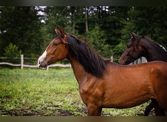 PRE, Stute, 2 Jahre, 165 cm, Hellbrauner