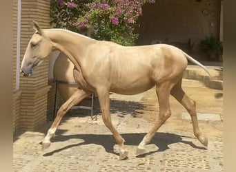 PRE Mix, Stute, 2 Jahre, 165 cm, Palomino