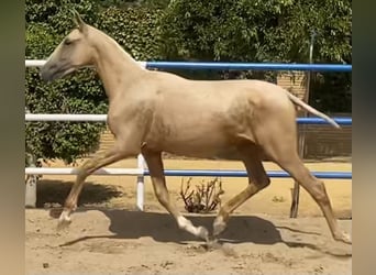 PRE Mix, Stute, 2 Jahre, 165 cm, Palomino