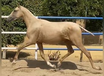 PRE Mix, Stute, 2 Jahre, 165 cm, Palomino