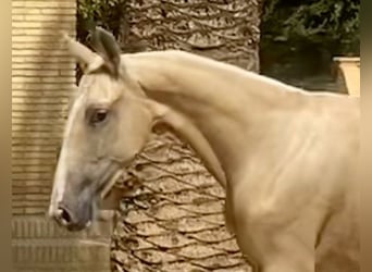 PRE Mix, Stute, 2 Jahre, 165 cm, Palomino