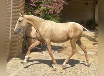 PRE Mix, Stute, 2 Jahre, 165 cm, Palomino