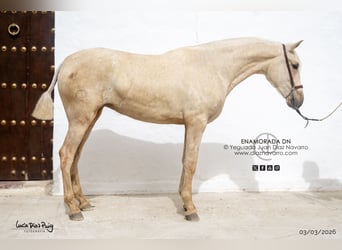 PRE, Stute, 2 Jahre, 165 cm, Palomino