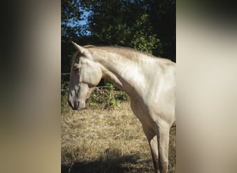 PRE, Stute, 2 Jahre, 165 cm, Perlino
