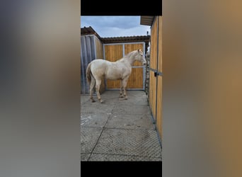 PRE, Stute, 2 Jahre, 165 cm, Perlino