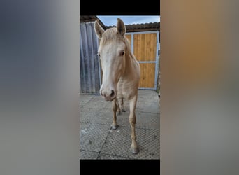 PRE, Stute, 2 Jahre, 165 cm, Perlino