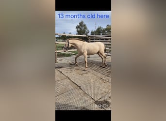 PRE, Stute, 2 Jahre, 165 cm, Perlino