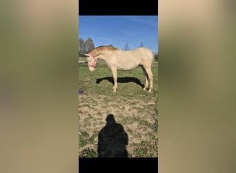 PRE, Stute, 2 Jahre, 165 cm, Perlino