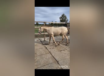 PRE, Stute, 2 Jahre, 165 cm, Perlino