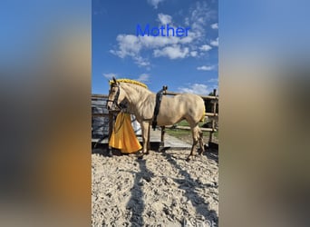 PRE, Stute, 2 Jahre, 165 cm, Perlino